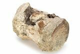 Dinosaur (Pachycephalosaurus?) Caudal Vertebra - Montana #245864-3